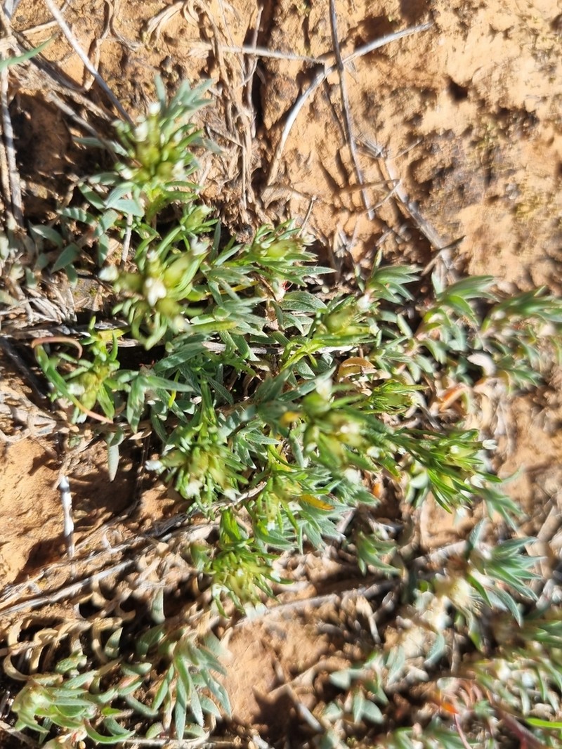 Rhodanthe pygmaea photo 4