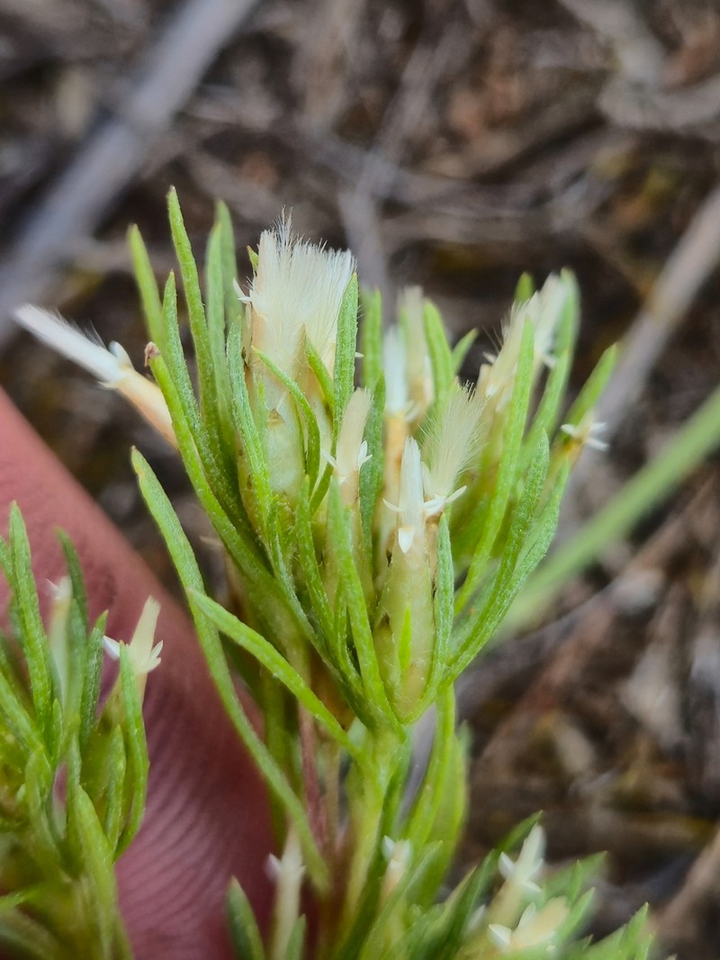 Rhodanthe pygmaea photo 5