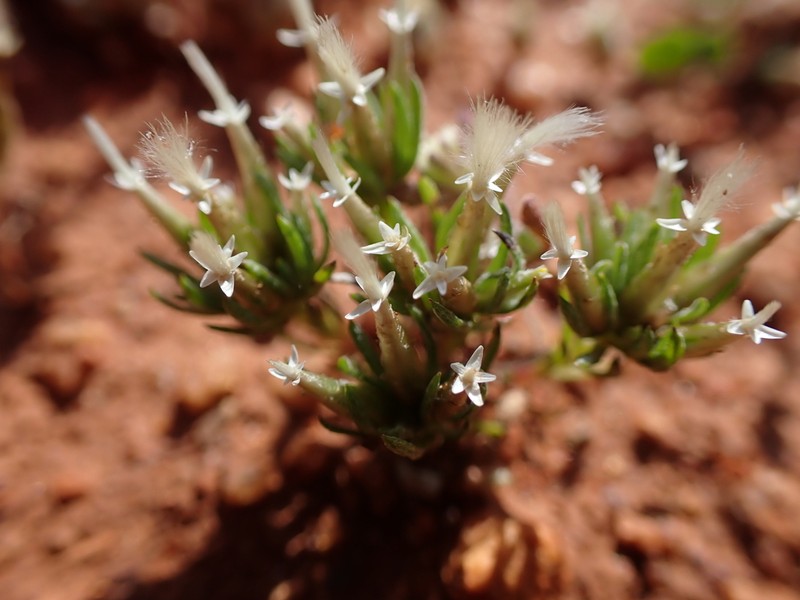 Rhodanthe pygmaea photo 6
