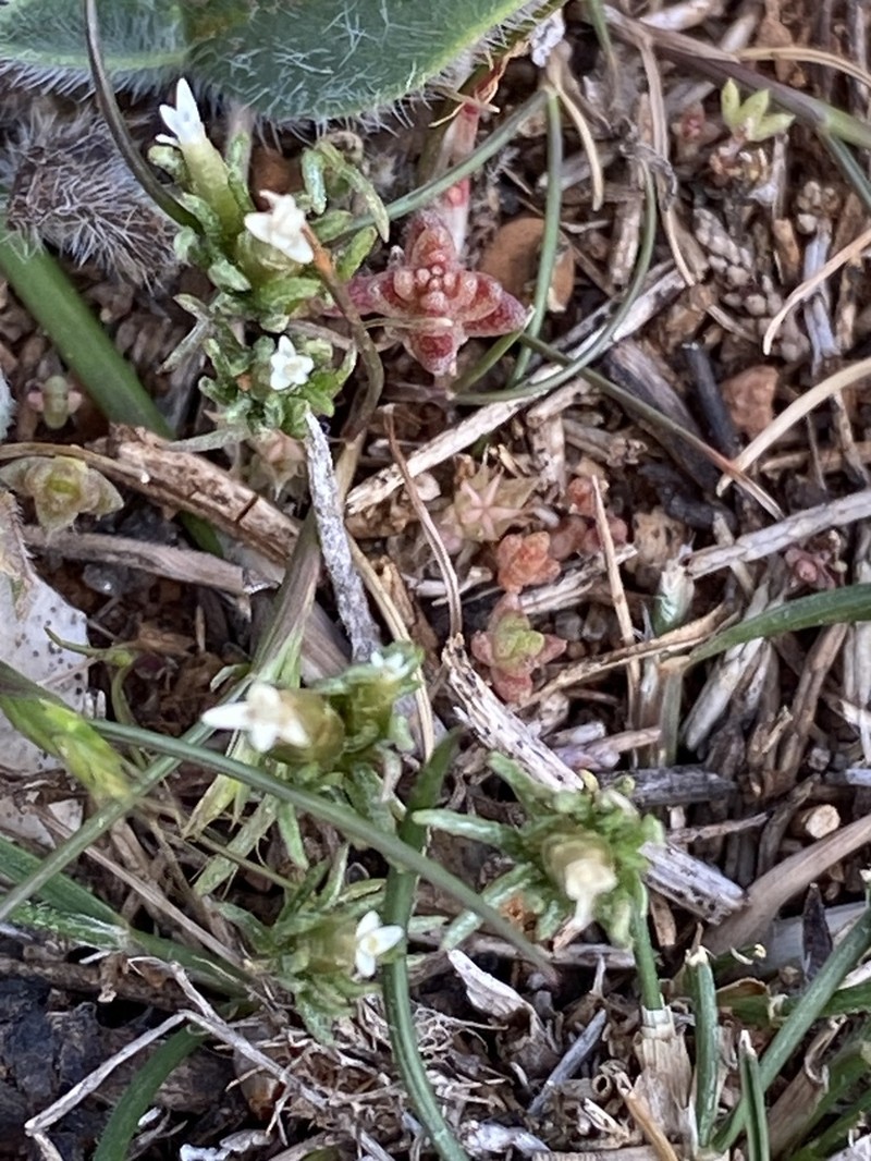 Rhodanthe pygmaea photo 7