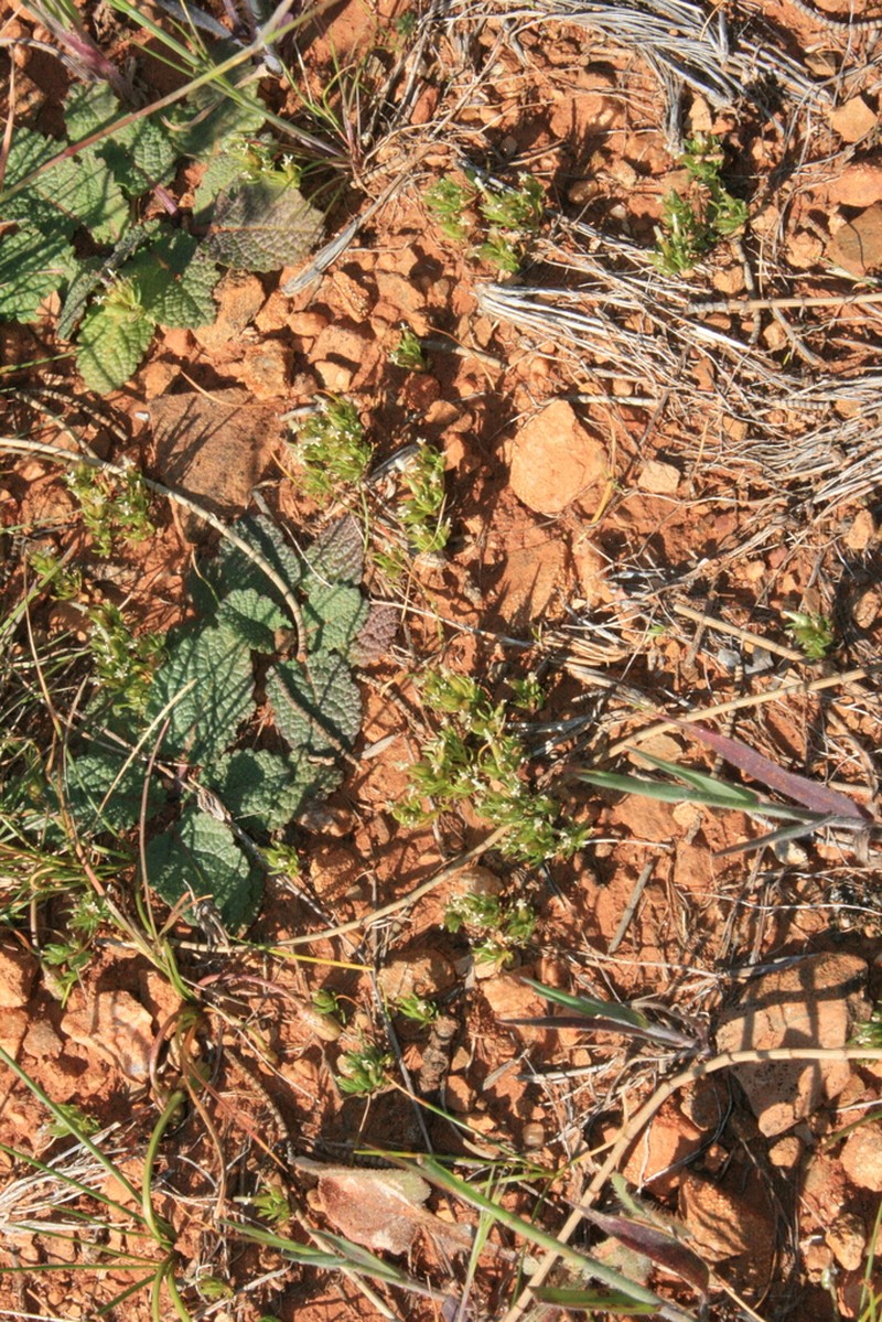 Rhodanthe pygmaea photo 8