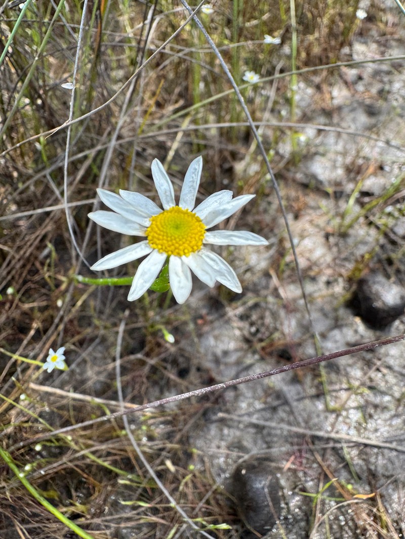Rhodanthe pyrethrum photo 2