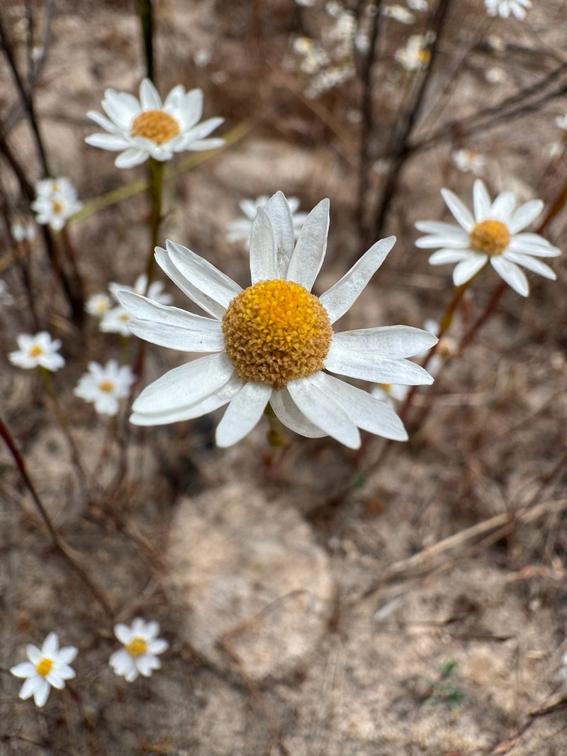 Rhodanthe pyrethrum photo 3
