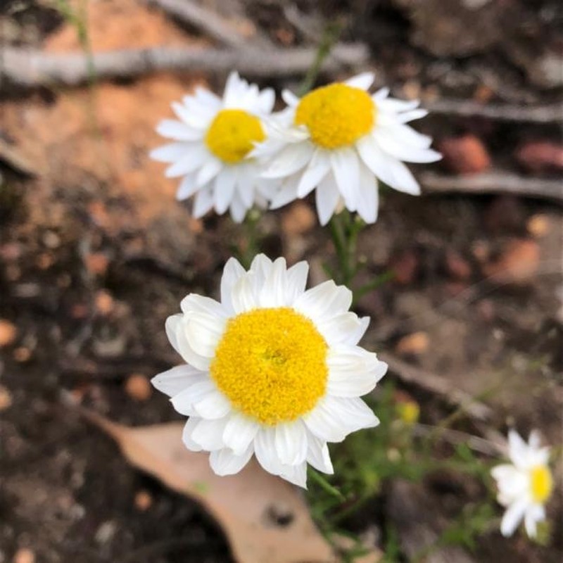 Rhodanthe pyrethrum photo 4