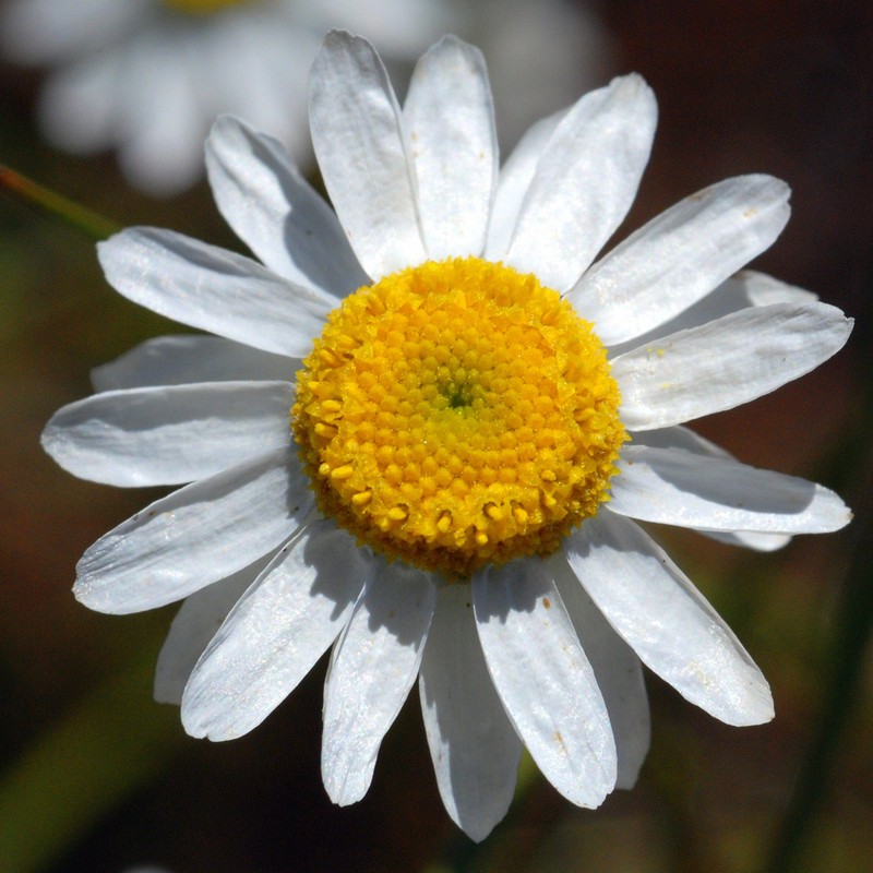Rhodanthe pyrethrum