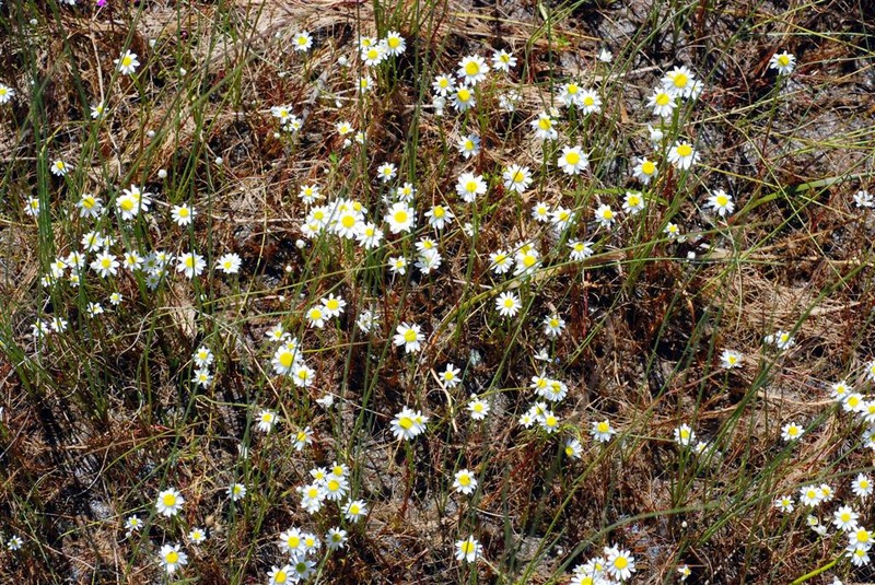 Rhodanthe pyrethrum photo 5