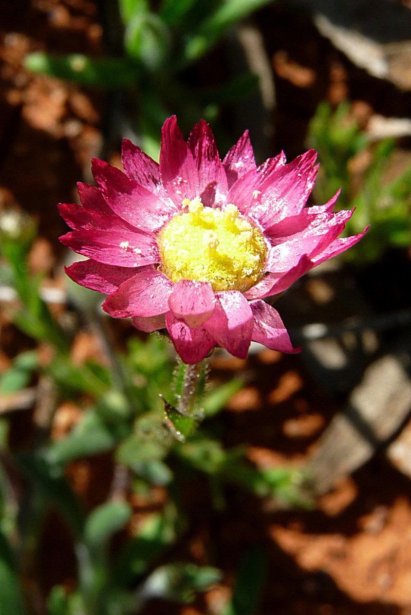Rhodanthe rubella