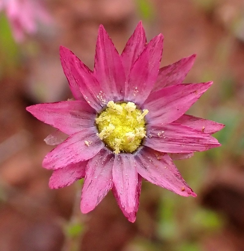 Rhodanthe rubella photo 2