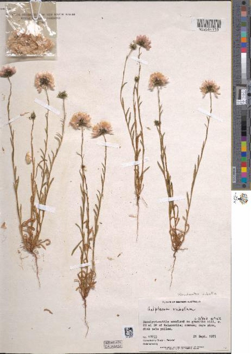 Rhodanthe rubella photo 3