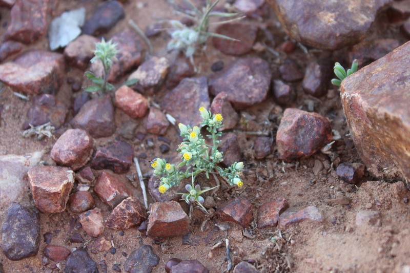 Rhodanthe rufescens