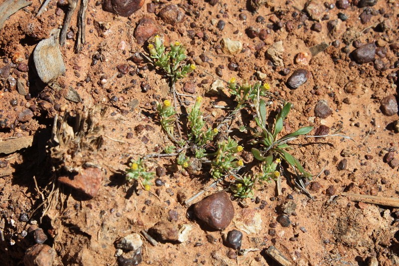 Rhodanthe rufescens photo 3