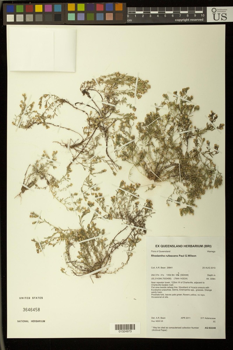 Rhodanthe rufescens photo 7