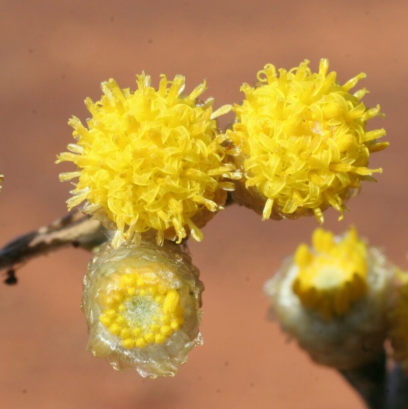 Rhodanthe sphaerocephala