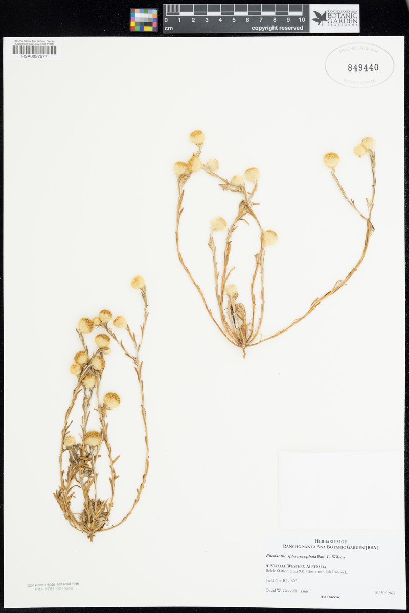 Rhodanthe sphaerocephala photo 3