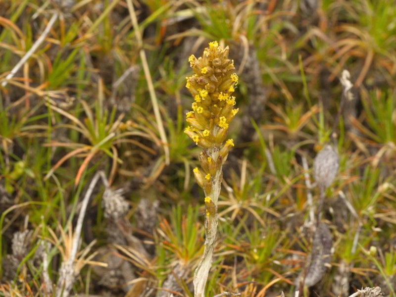 Rhodanthe spicata