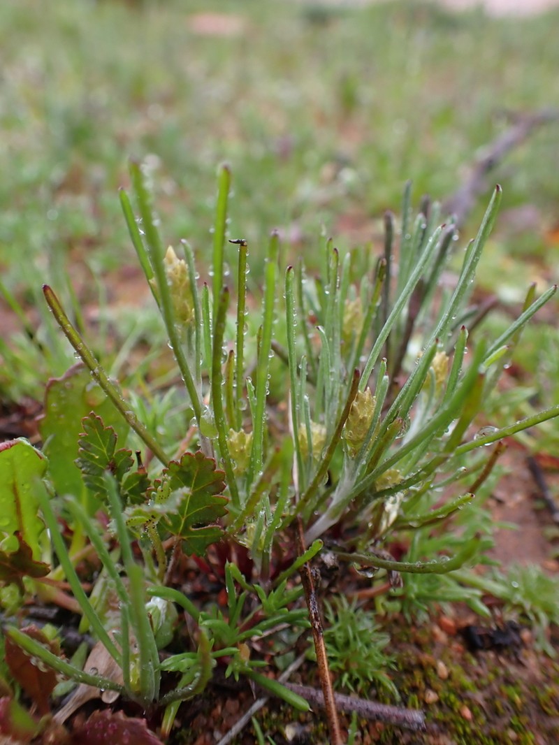 Rhodanthe spicata photo 2