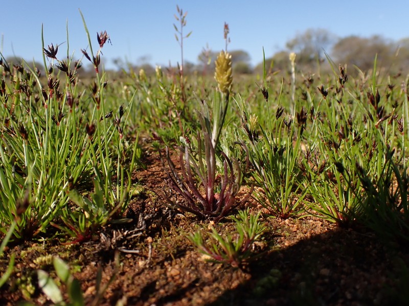 Rhodanthe spicata photo 4