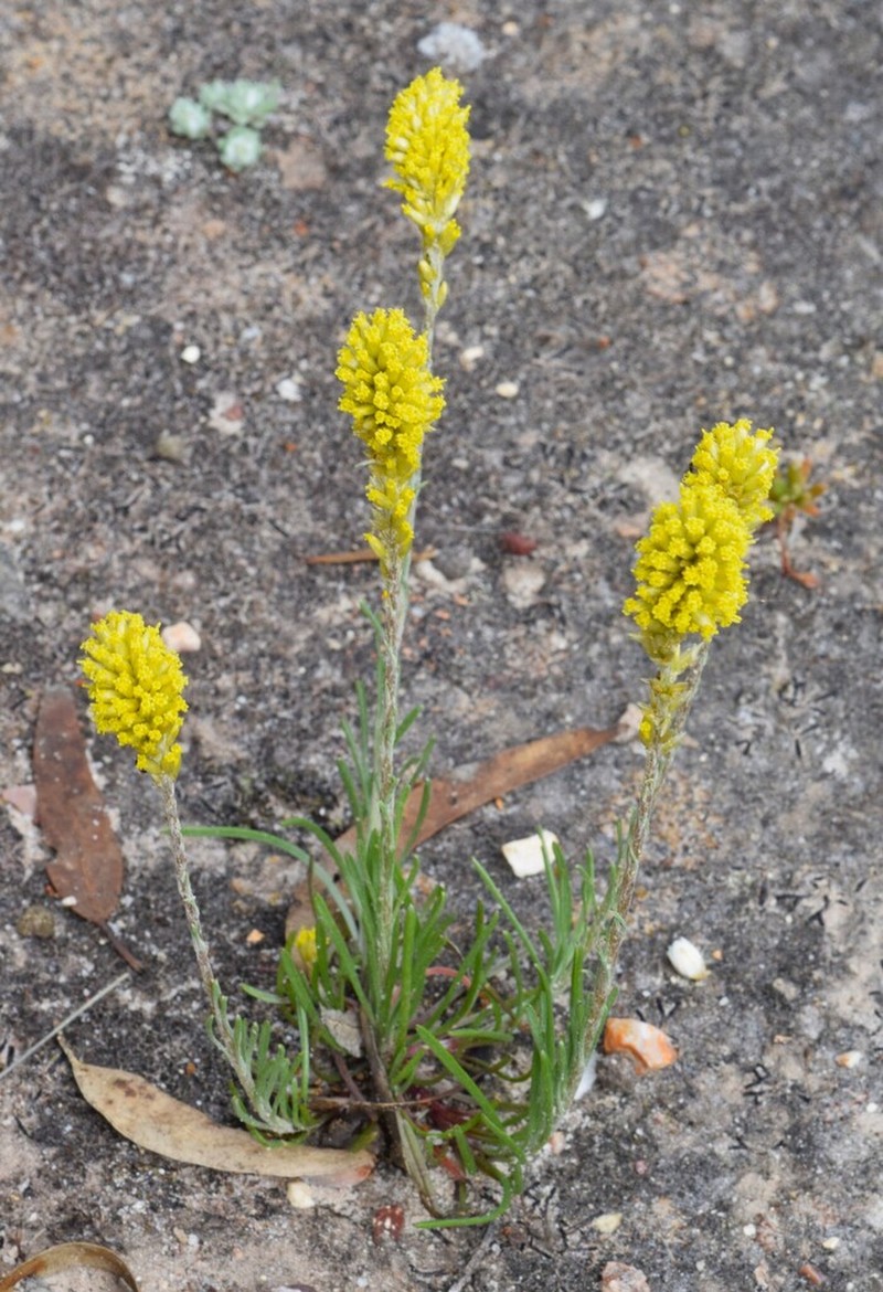 Rhodanthe spicata photo 6