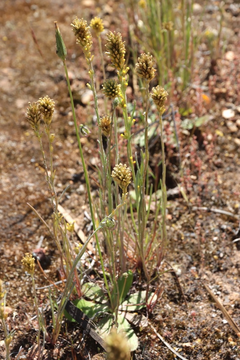 Rhodanthe spicata photo 8