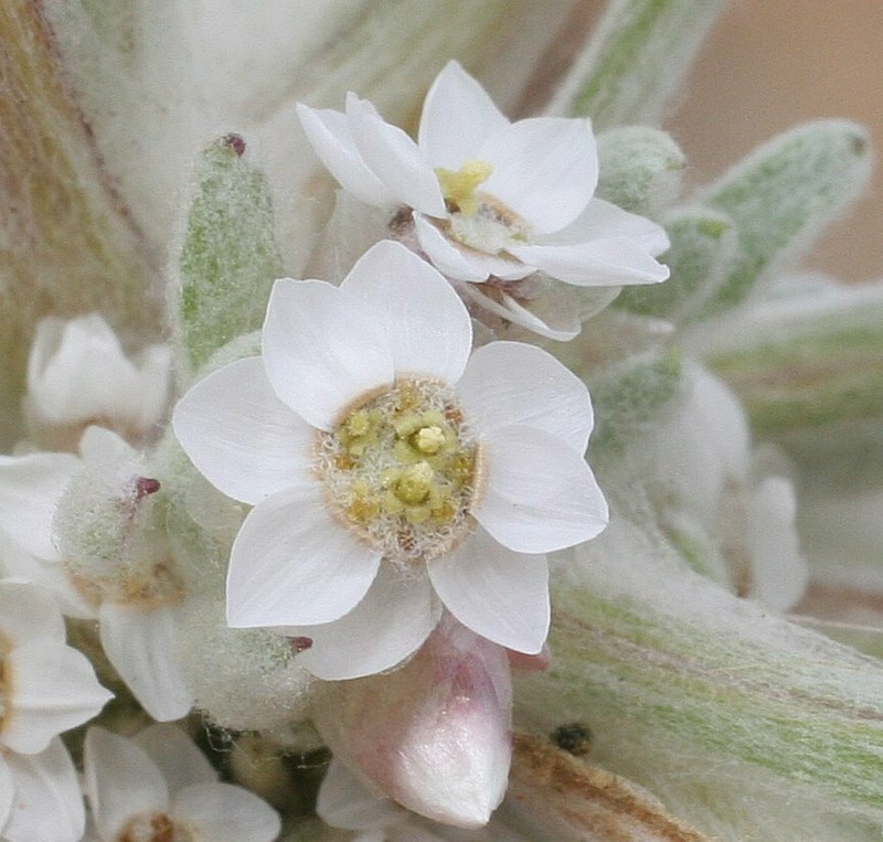 Rhodanthe sterilescens