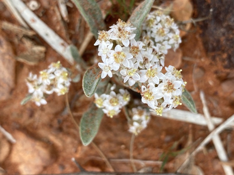 Rhodanthe sterilescens photo 2