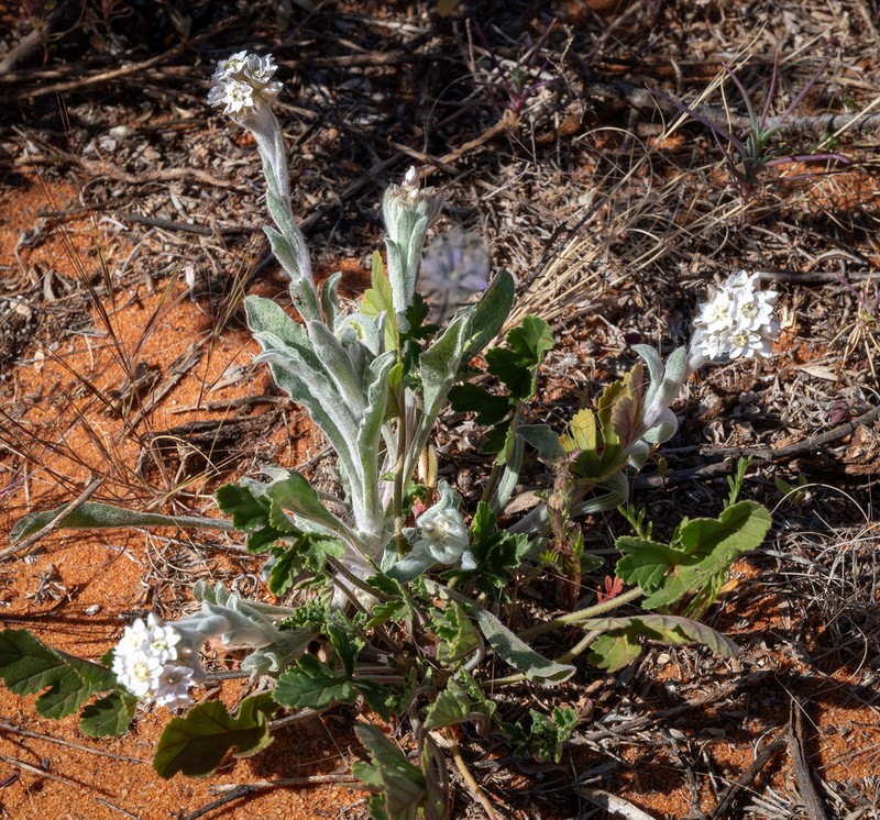 Rhodanthe sterilescens photo 3