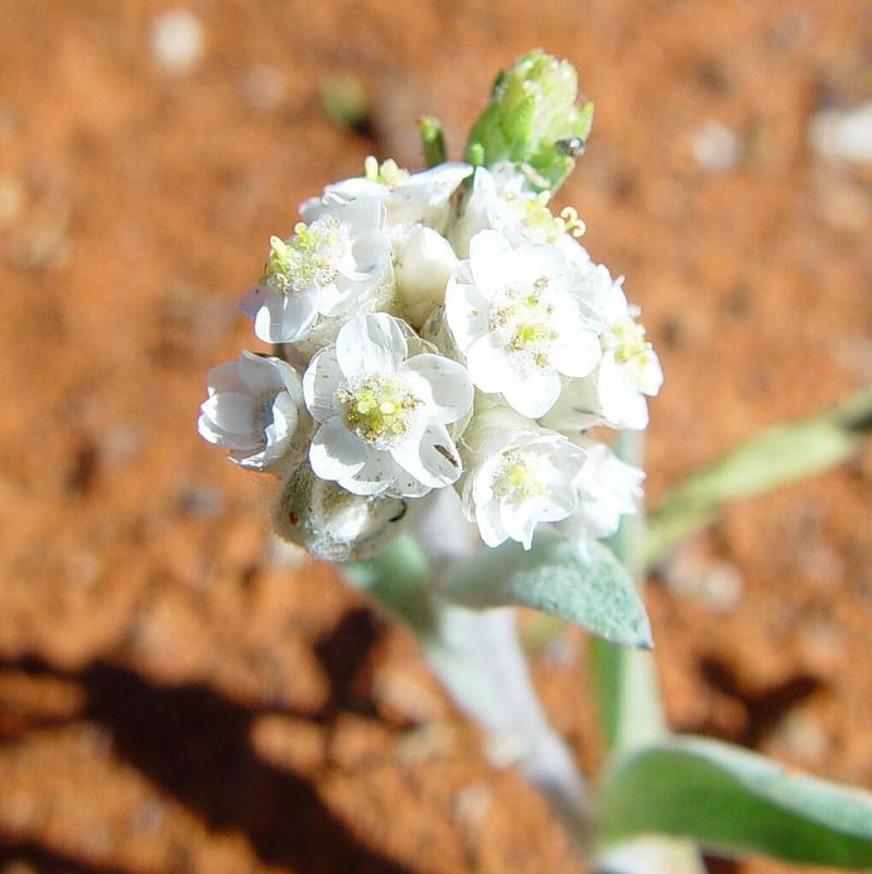 Rhodanthe sterilescens photo 4