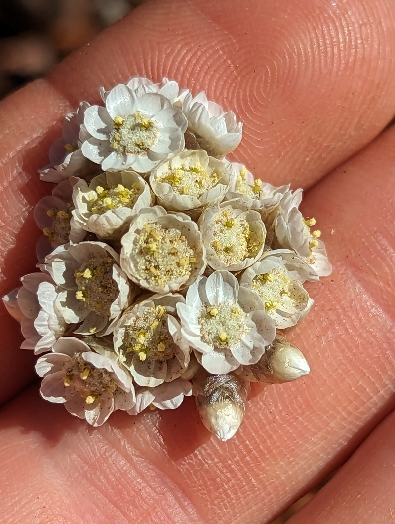 Rhodanthe sterilescens photo 5