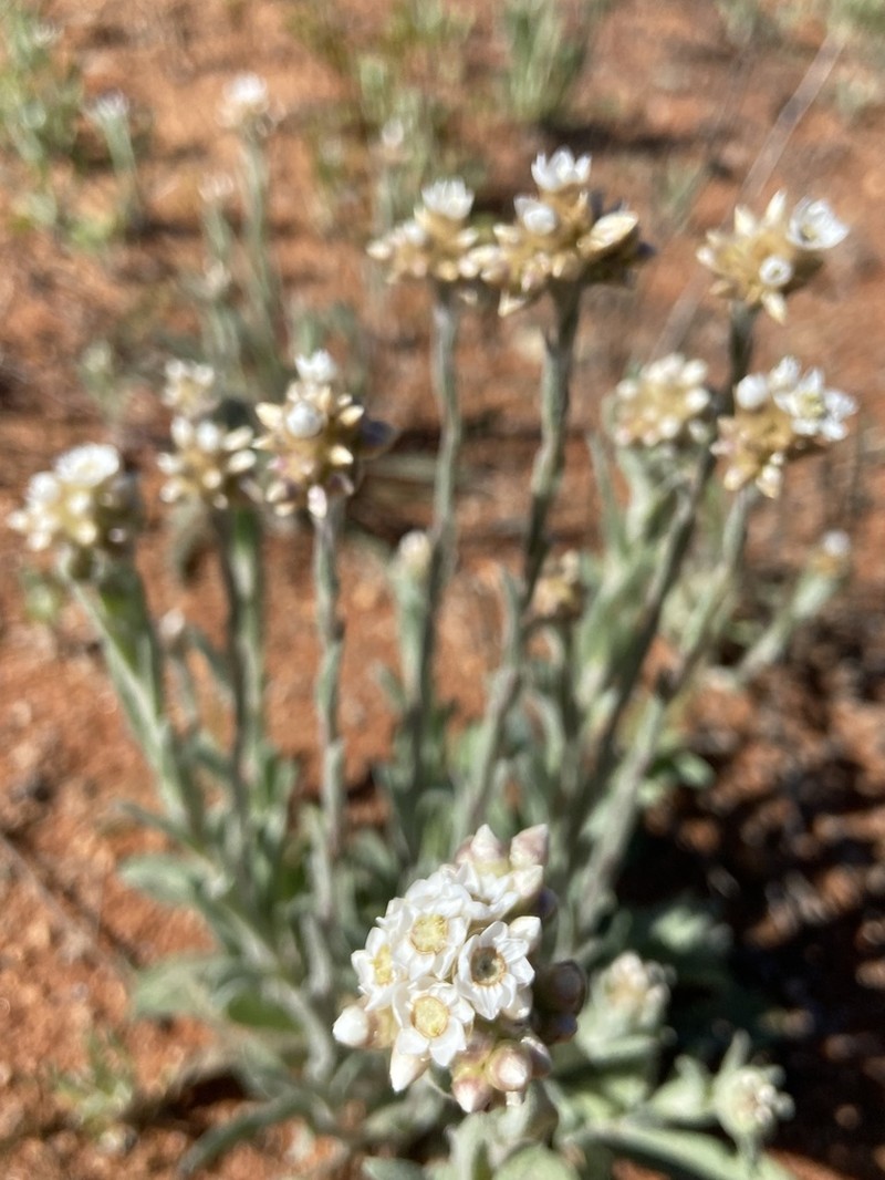 Rhodanthe sterilescens photo 6