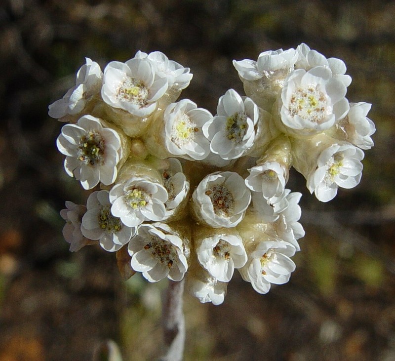 Rhodanthe sterilescens photo 7