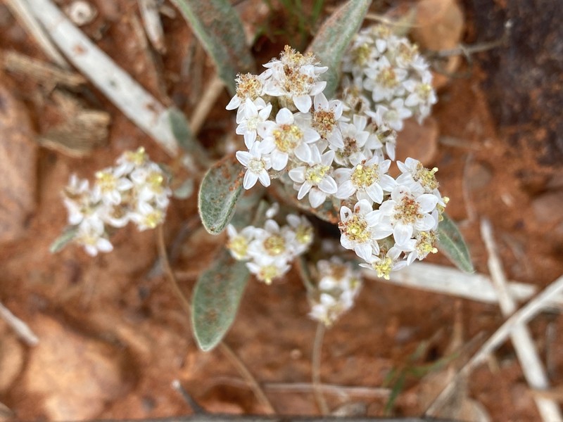 Rhodanthe sterilescens photo 8