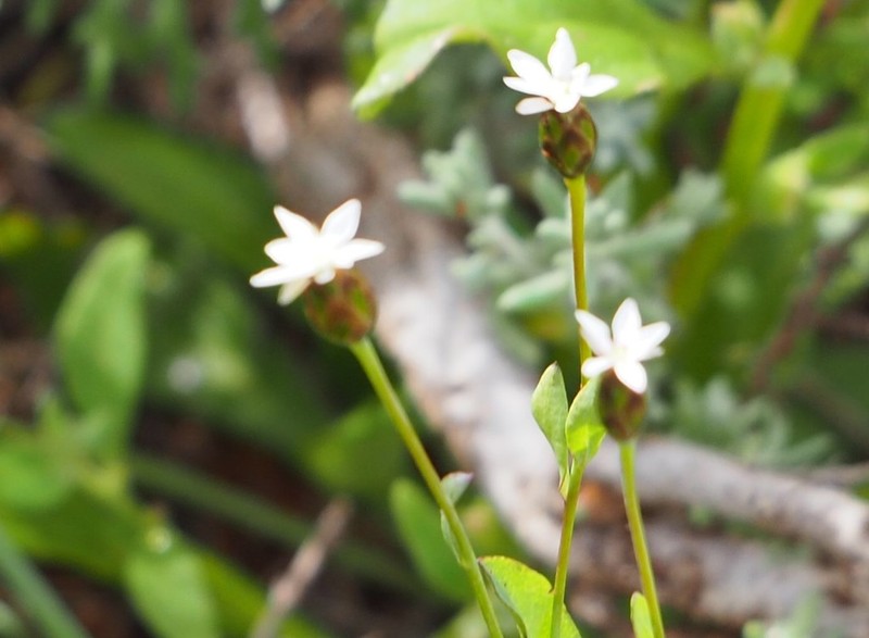 Rhodanthe stricta