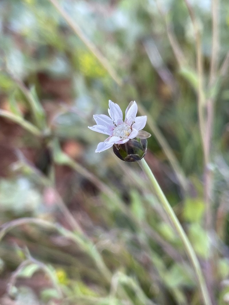 Rhodanthe stricta photo 2