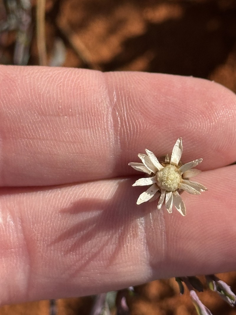 Rhodanthe stricta photo 3