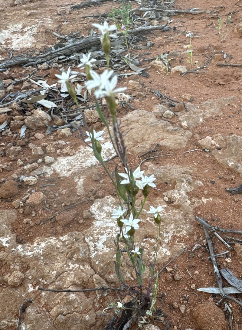 Rhodanthe stricta photo 7