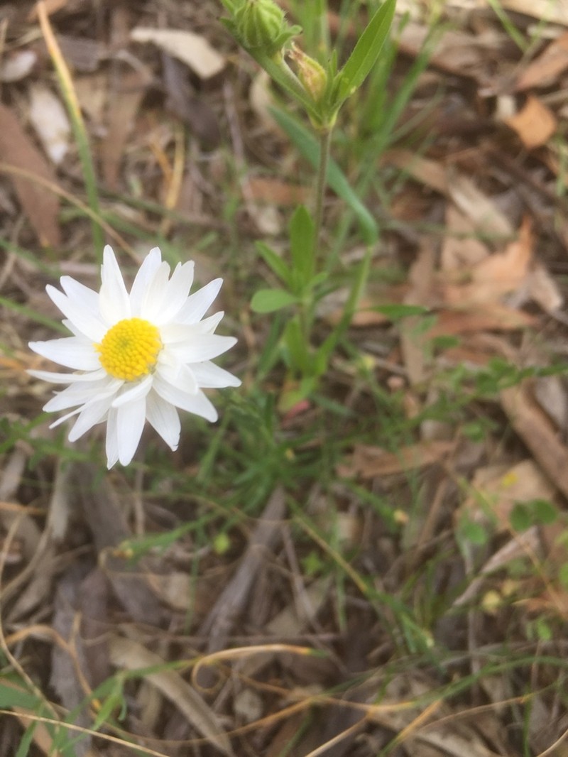 Rhodanthe stuartiana