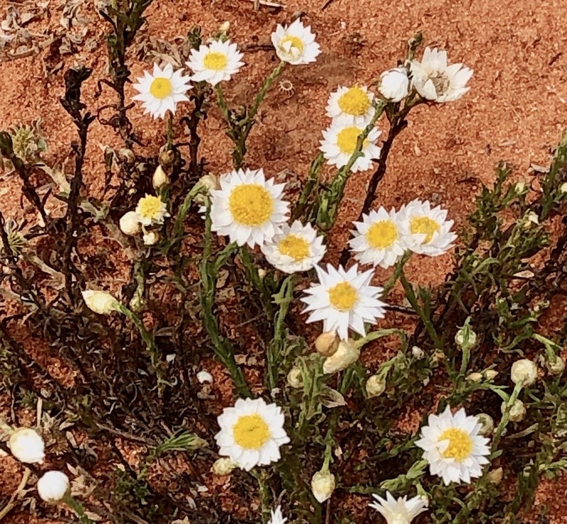 Rhodanthe stuartiana photo 2