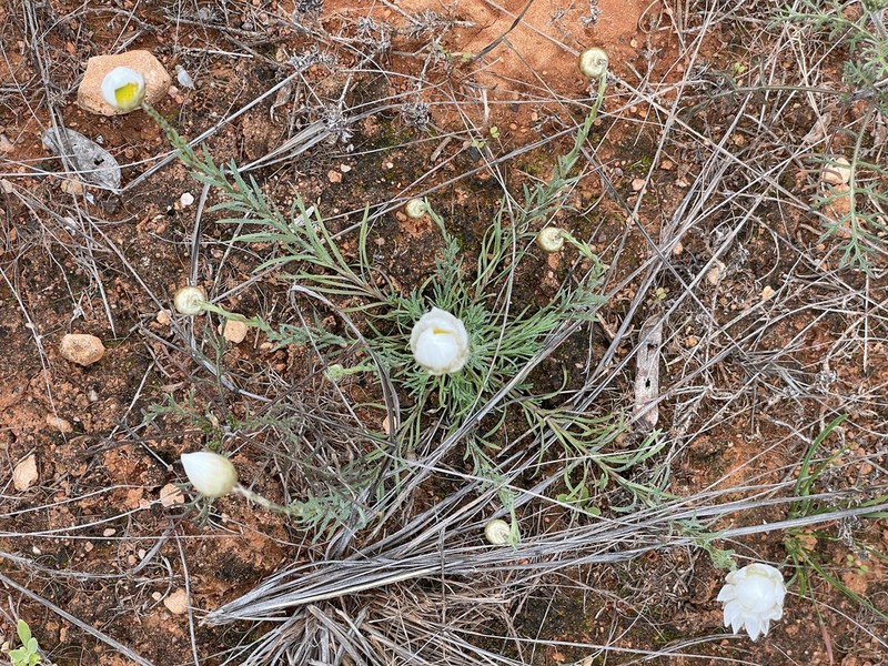 Rhodanthe stuartiana photo 3