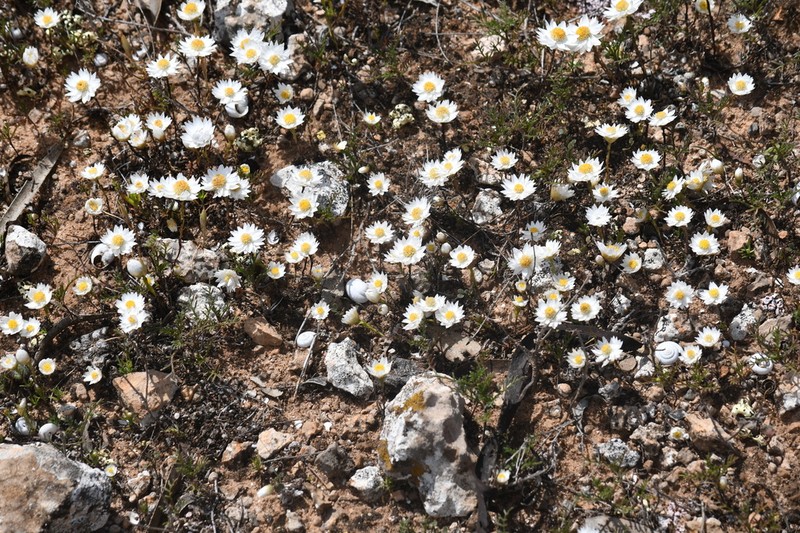 Rhodanthe stuartiana photo 4