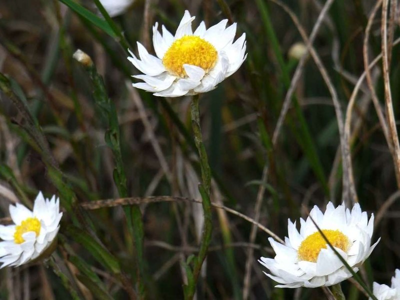 Rhodanthe stuartiana photo 5
