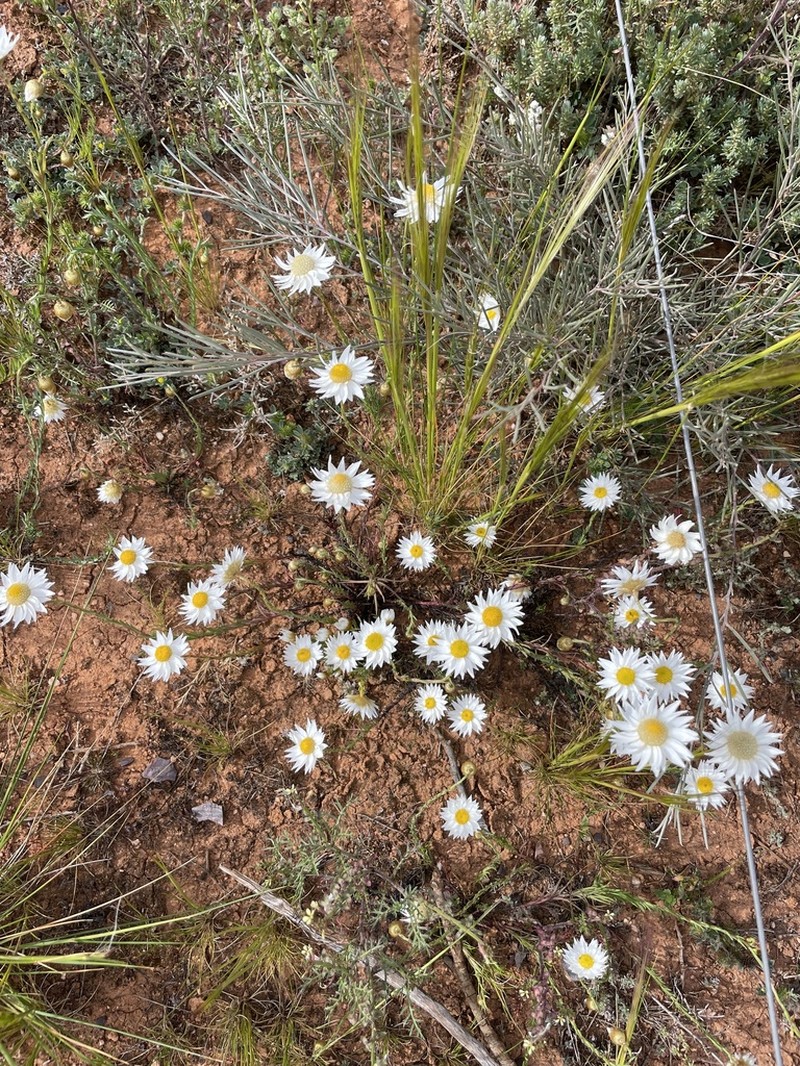 Rhodanthe stuartiana photo 6