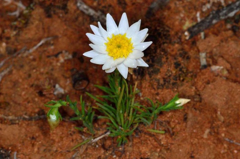 Rhodanthe stuartiana photo 7
