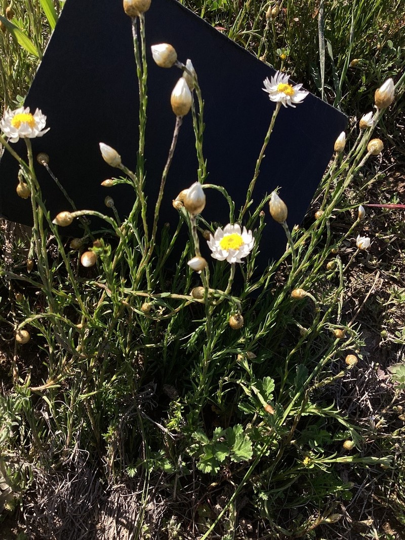 Rhodanthe stuartiana photo 8