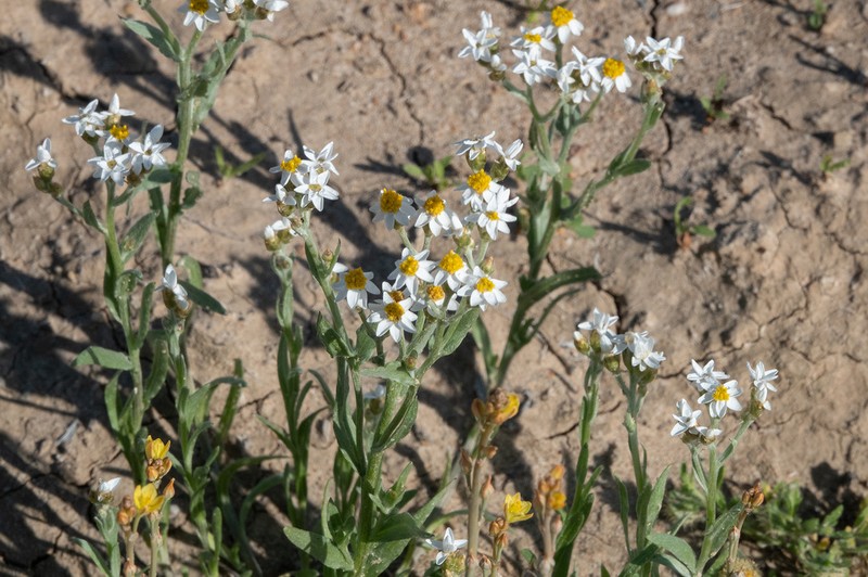 Rhodanthe troedelii