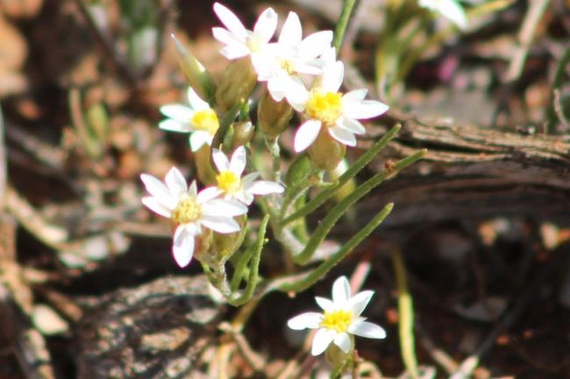 Rhodanthe troedelii photo 4