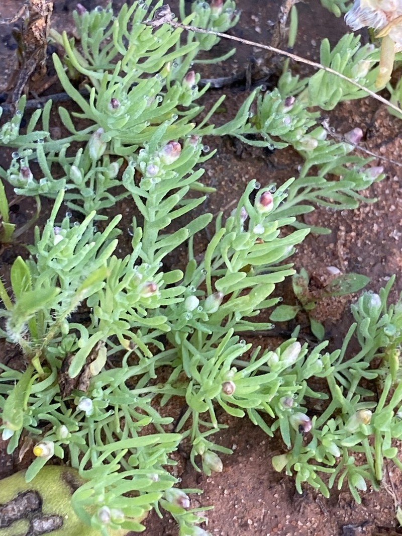 Rhodanthe uniflora