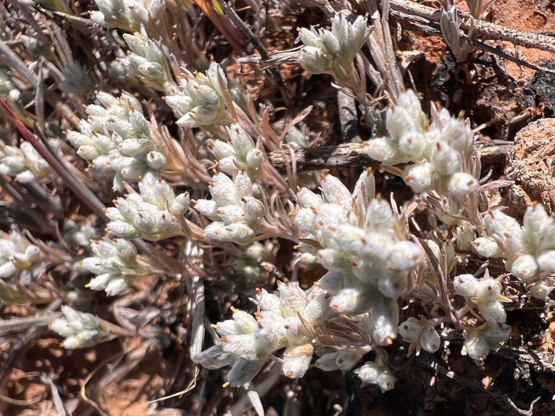 Rhodanthe uniflora photo 3