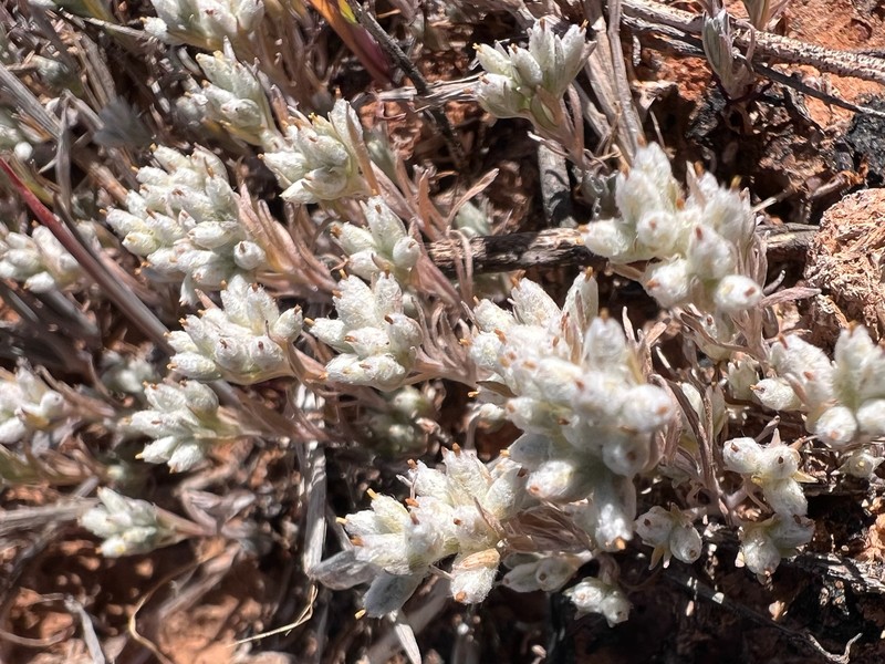 Rhodanthe uniflora photo 8