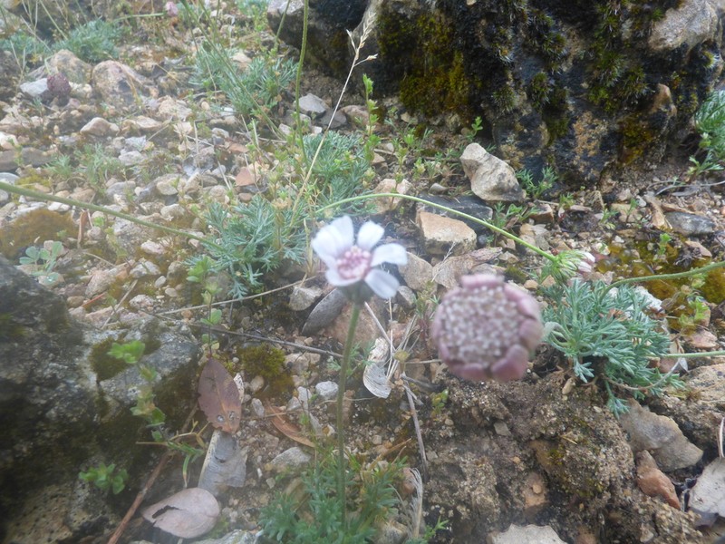 Rhodanthemum arundanum