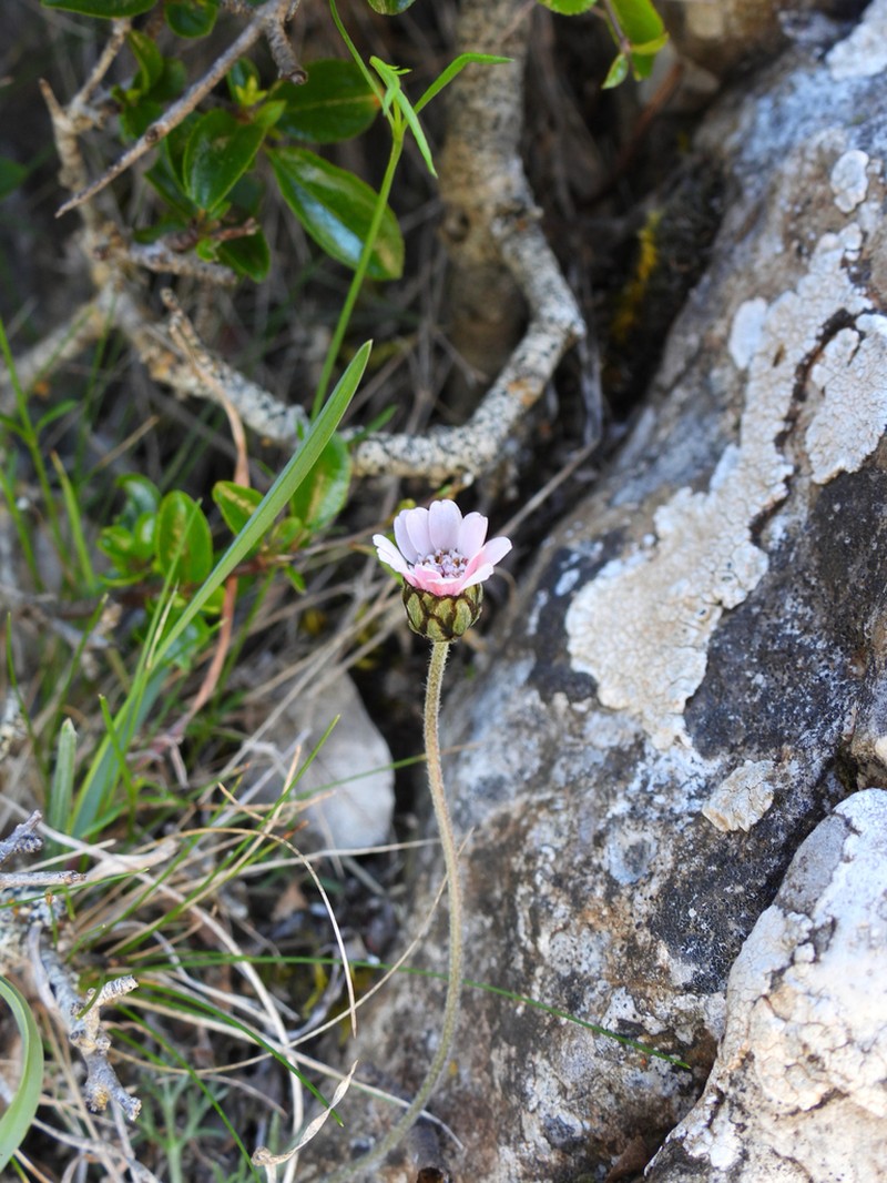 Rhodanthemum arundanum photo 2